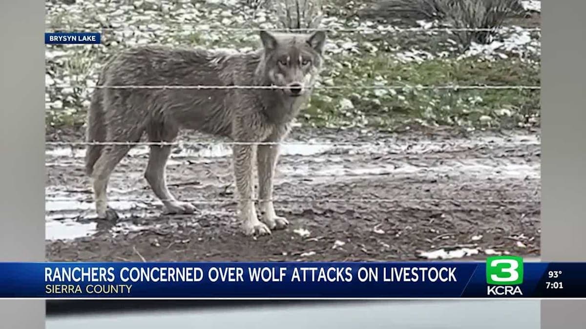 Wolves on the Loose: Sierra County’s Cattle Crisis Takes a Wild Turn!