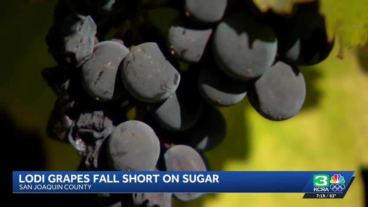 Grapes of Woe: Why Lodi Winemakers Are Feeling Sour This Season