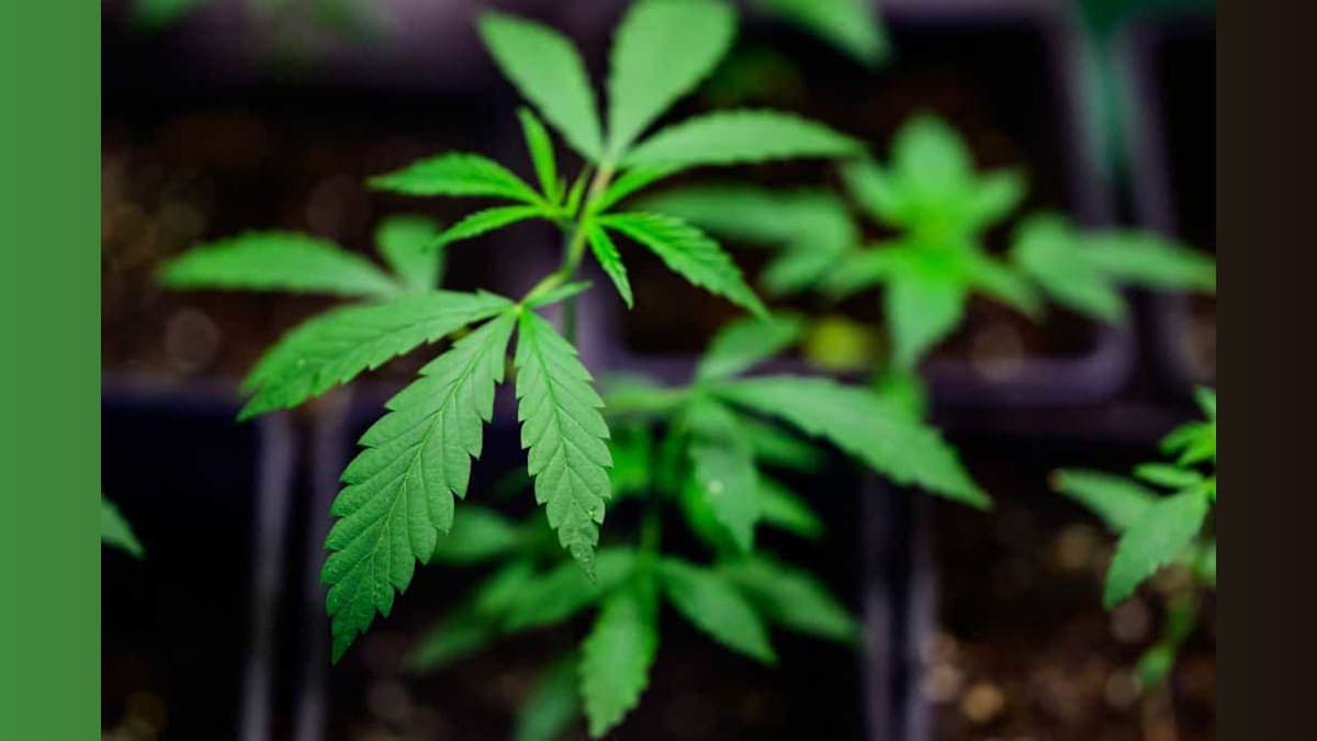THC Treats: Students Fall Ill After Candy Mix-Up at Elementary School