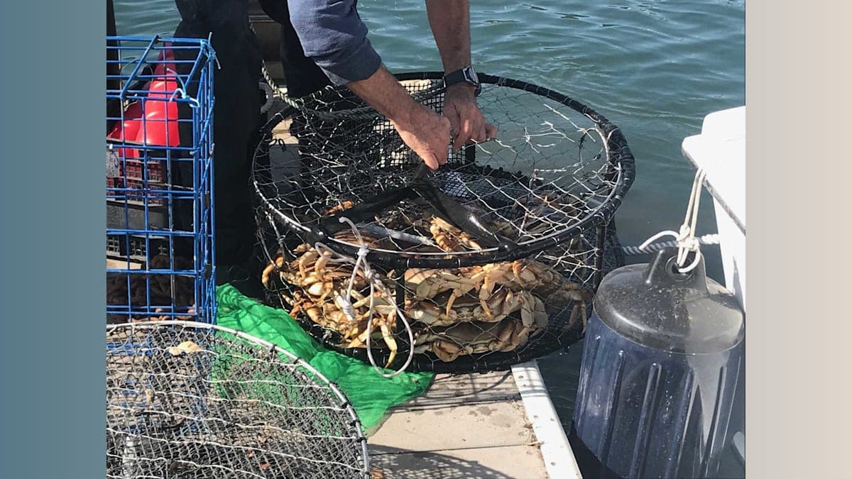Crab Season Delayed: Whales and Turtles Create an Unexpected Seafood Drama!