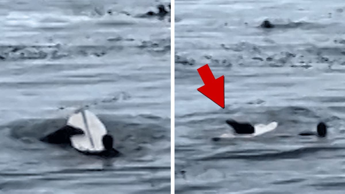 Surf’s Up: When an Otter Takes the Board!