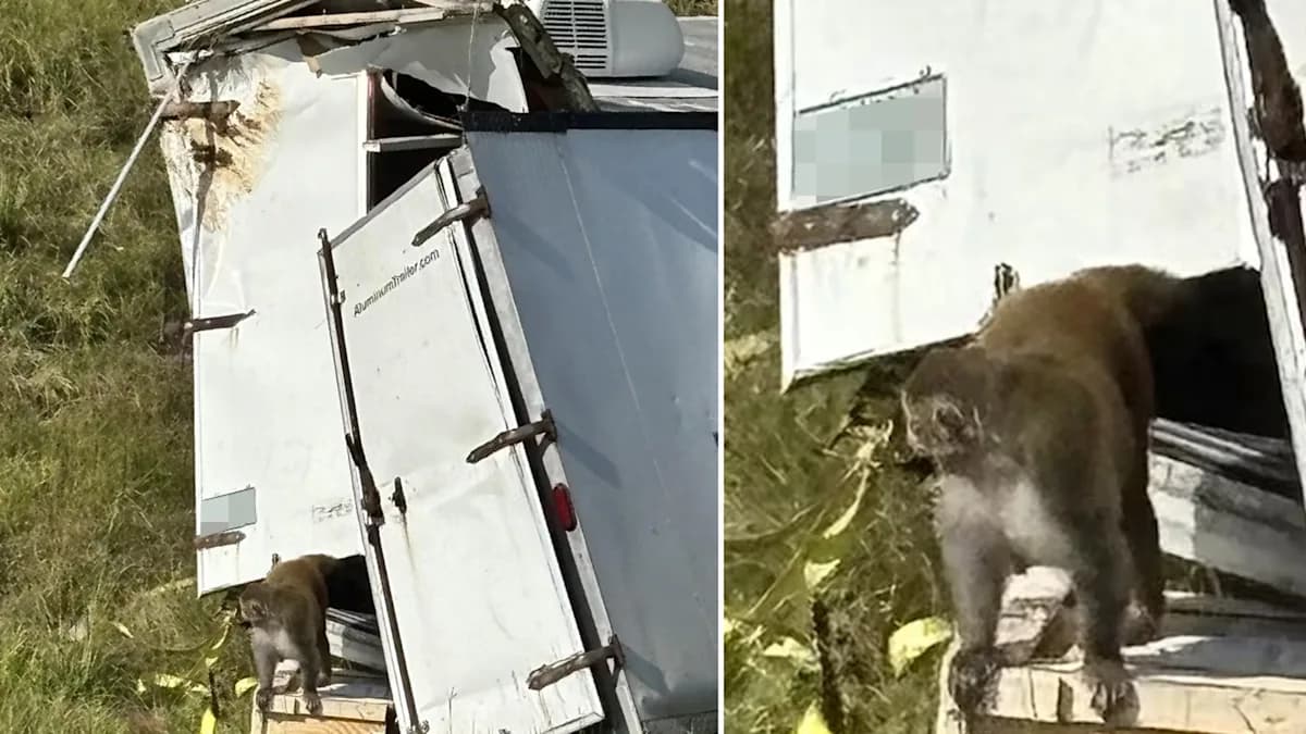 Monkeying Around: The Wild Escape of a Herpes-Infested Primate in Mississippi!