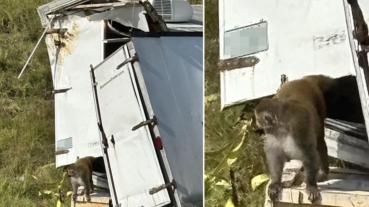 Monkeying Around: The Wild Escape of a Herpes-Infested Primate in Mississippi!