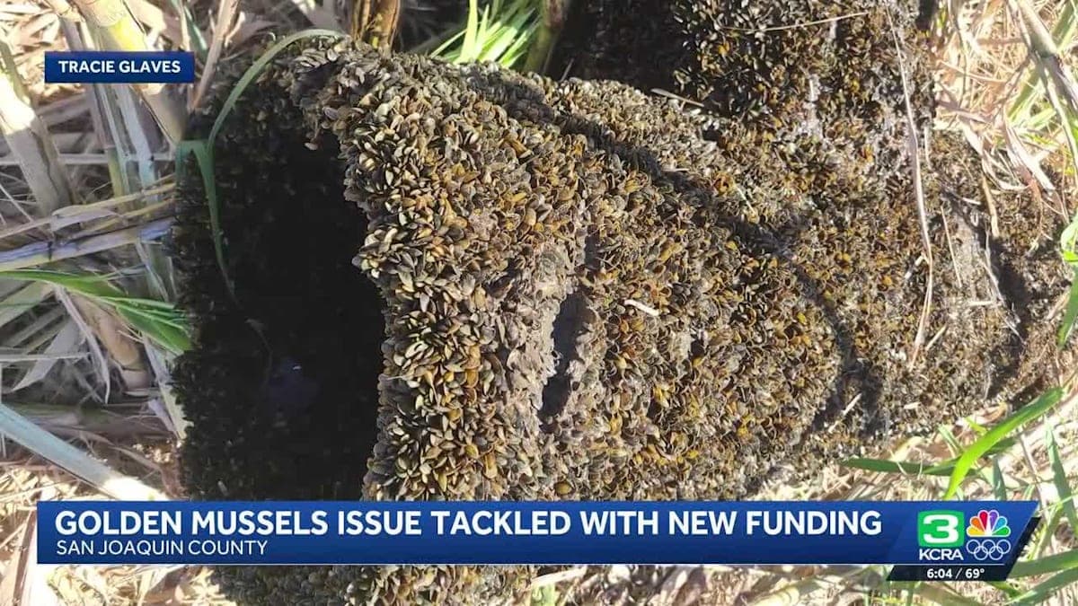 Mussels Gone Wild: San Joaquin County Faces an Invasive Shellfish Crisis!