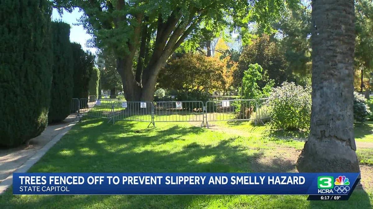 Falling Fruit Fiasco: Why the California Capitol is Fenced Off!