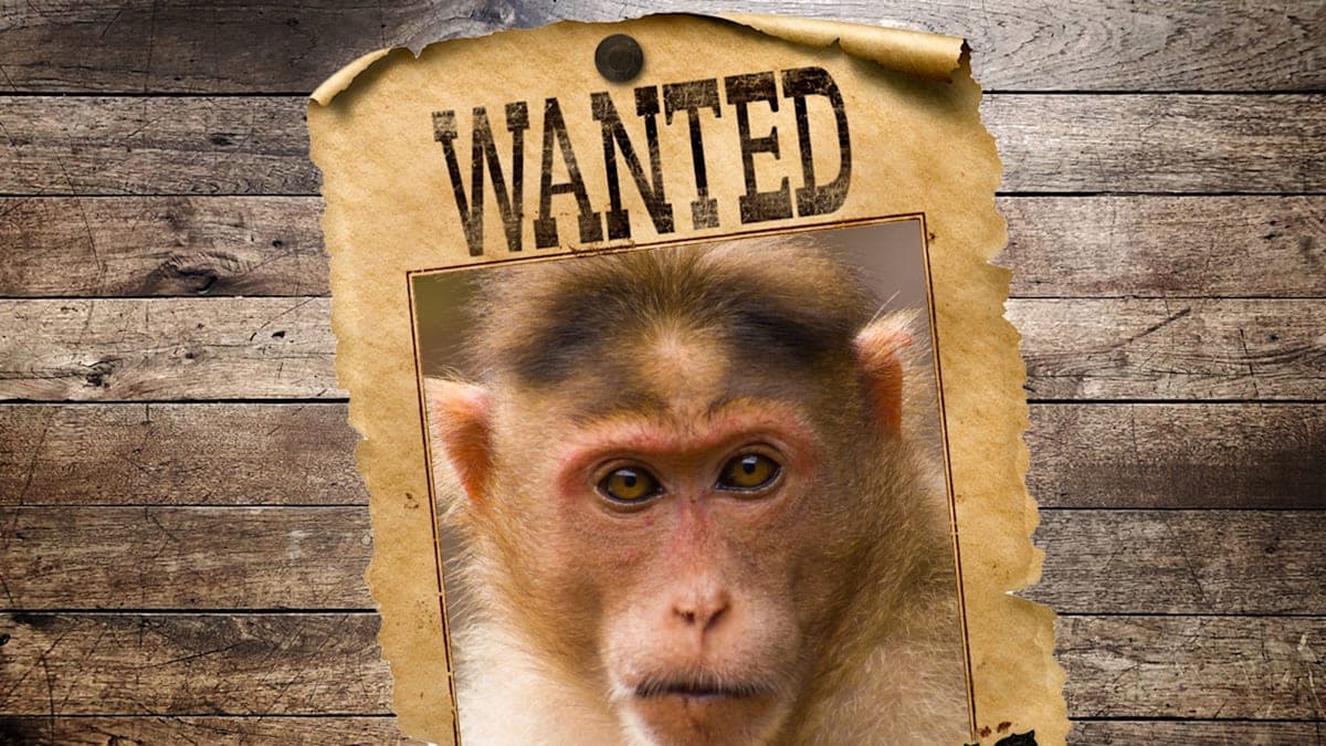 Monkeys, Mayhem, and Mississippi: The Tale of the Trapped Primates!