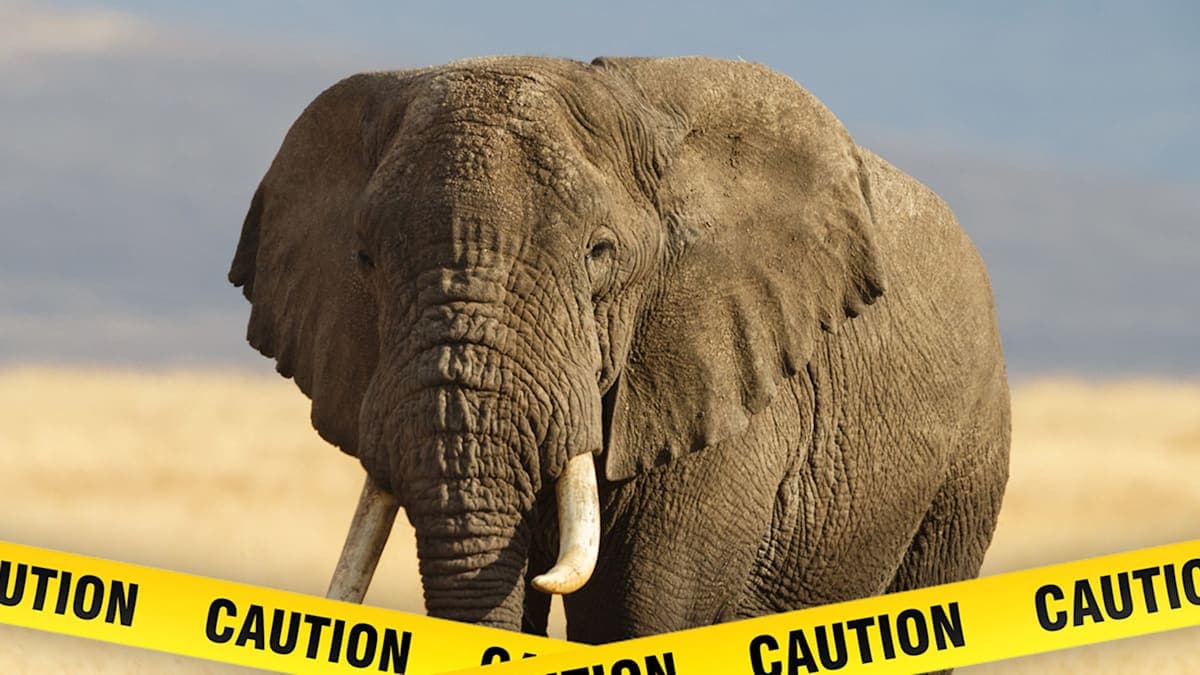 When Elephants Attack: A Logger's Tragic Encounter