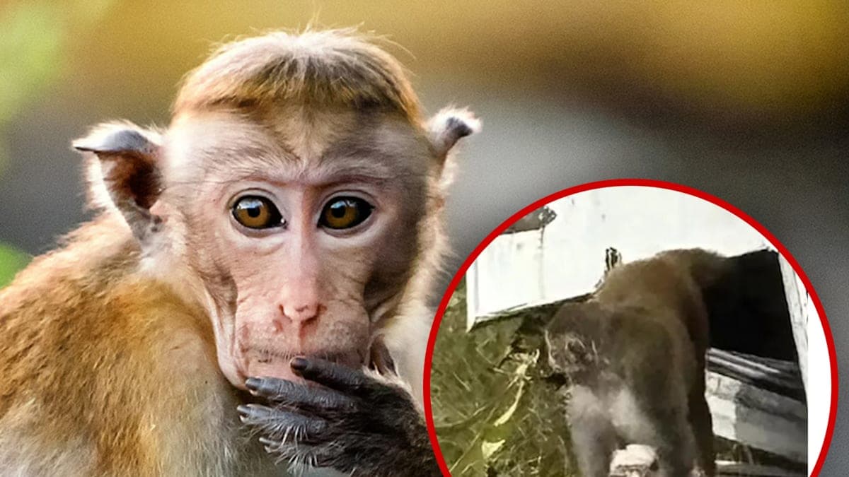 When Monkeys Attack: Mississippi Mom Pulls the Trigger in Shocking Showdown