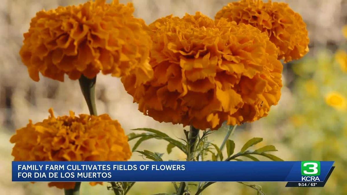 Where Marigolds Meet Memories: A Family’s Colorful Legacy for Dia de los Muertos