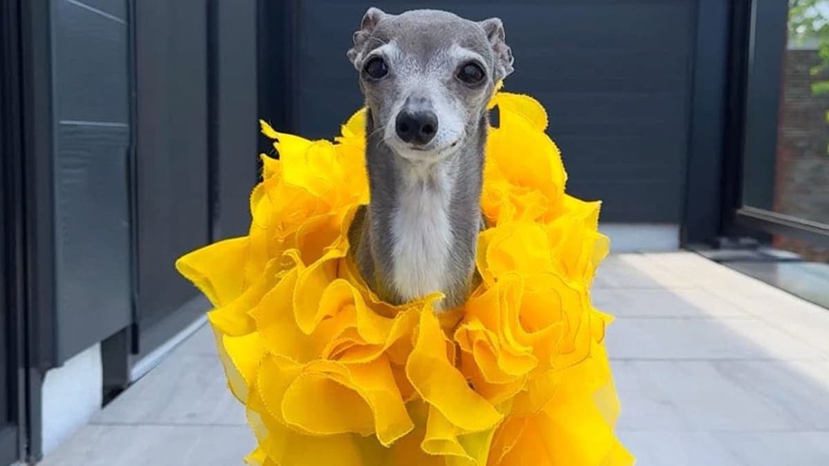 Fashion Forward and Forever in Our Hearts: Remembering Tika the Iggy