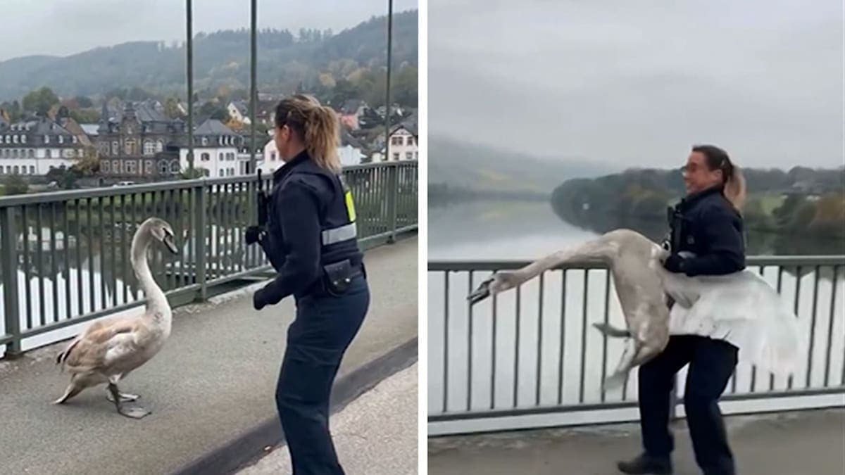 Swan Struggles: German Cop Rescues Grumpy Bird from Traffic Chaos!