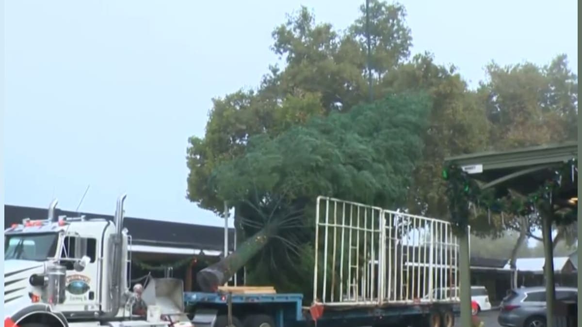A 60-Foot Festive Giant: Old Sacramento's Tree Takes Center Stage!