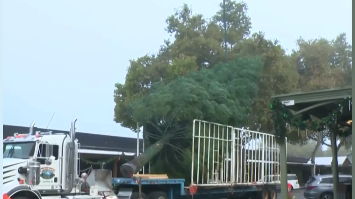 A 60-Foot Festive Giant: Old Sacramento's Tree Takes Center Stage!