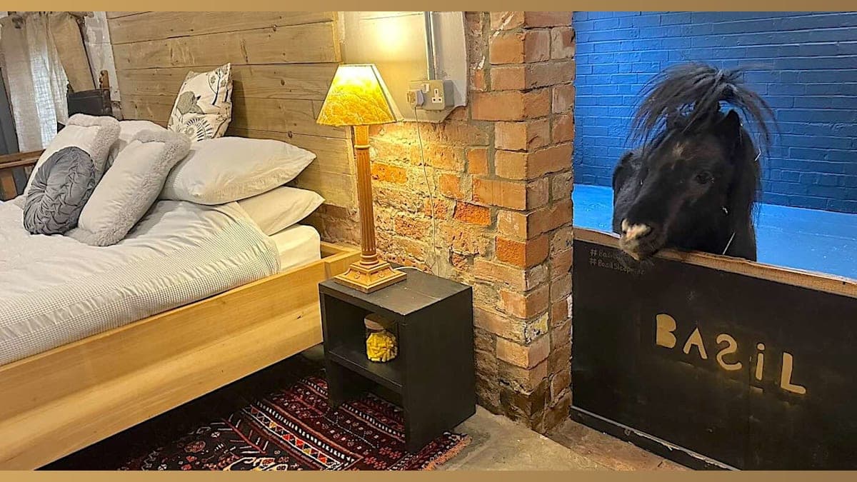 Sleepover with a Shetland: This Airbnb Will Horse-ify Your Staycation!
