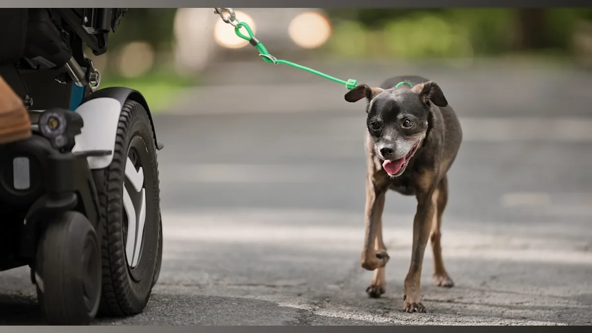 A Leash of Hope: How Chewy Claus Made a Dog's Wish Come True from a Wheelchair