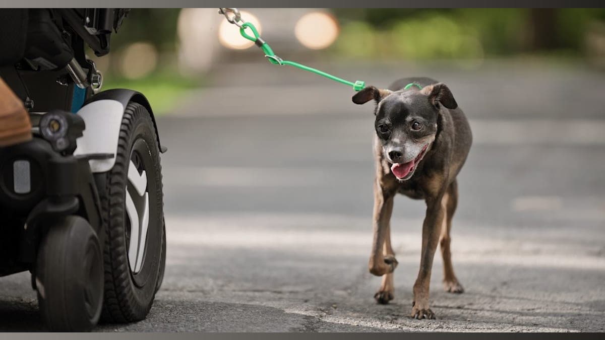 A Leash of Hope: How Chewy Claus Made a Dog's Wish Come True from a Wheelchair