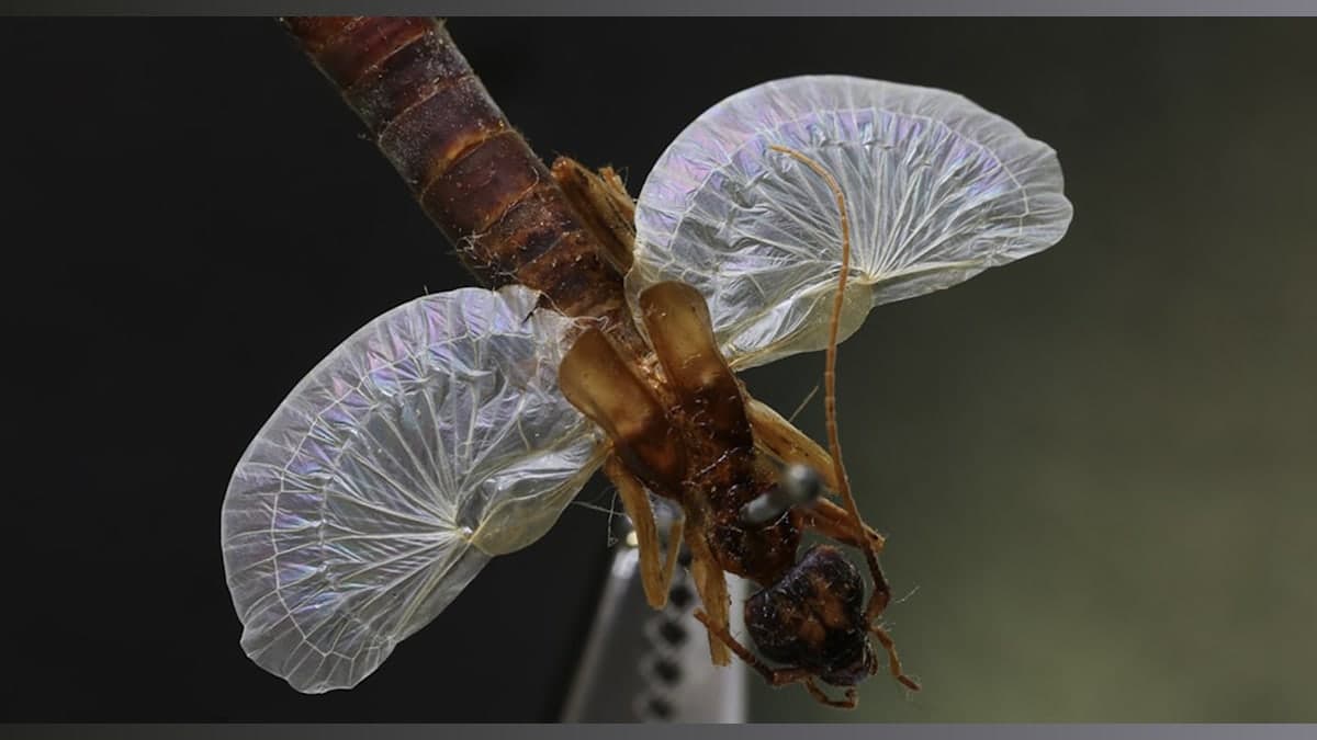 How Nature's 'Origami' Creatures Are Inspiring the Future of Tech!