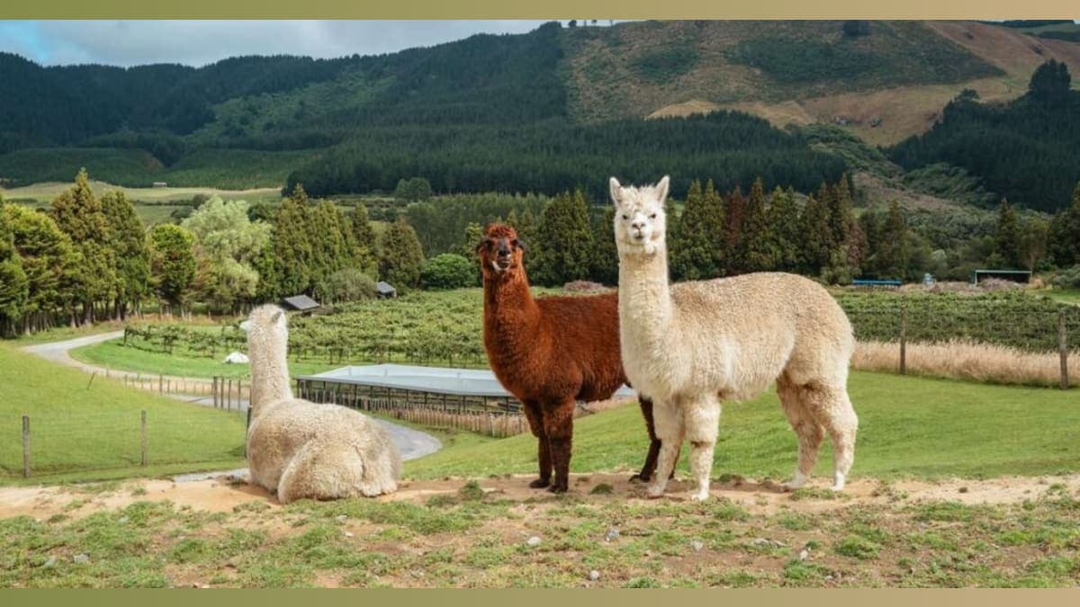 Nanobodies from Alpacas: The Unexpected Heroes in Alzheimer's Research!