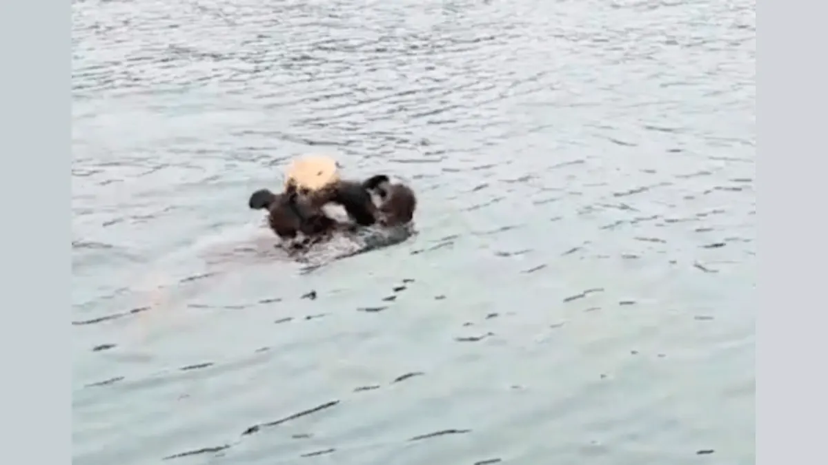Caught on Camera: The Heartwarming Reunion of a Sea Otter Pup and Its Mom