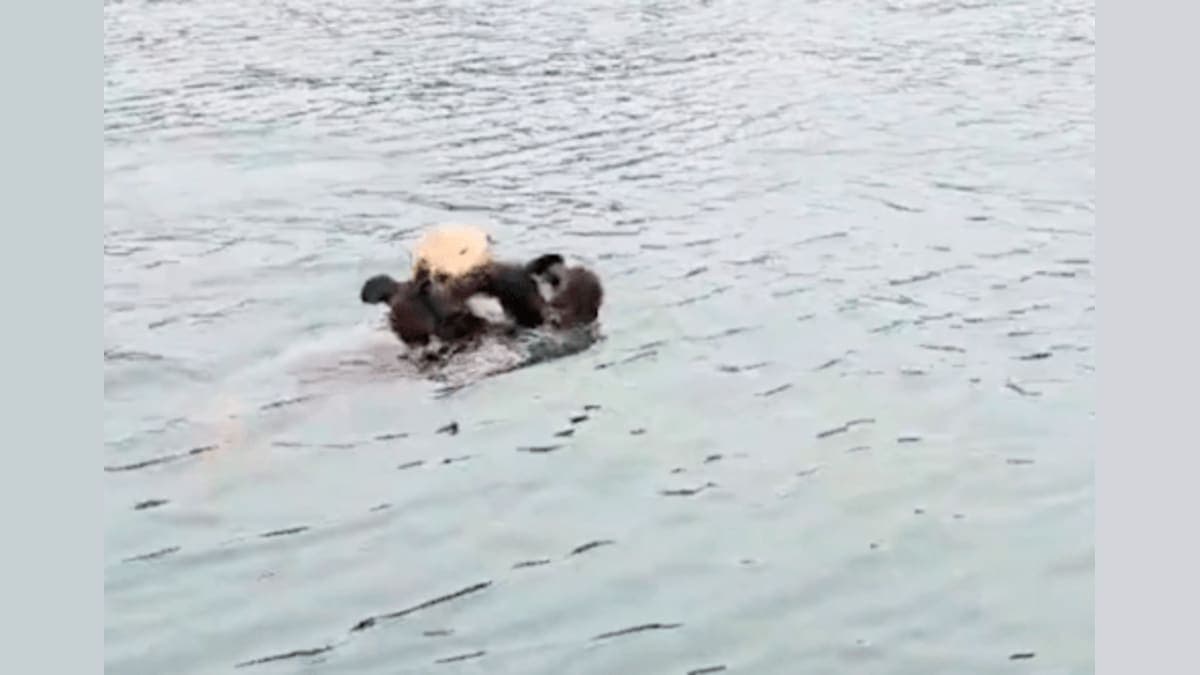 Caught on Camera: The Heartwarming Reunion of a Sea Otter Pup and Its Mom