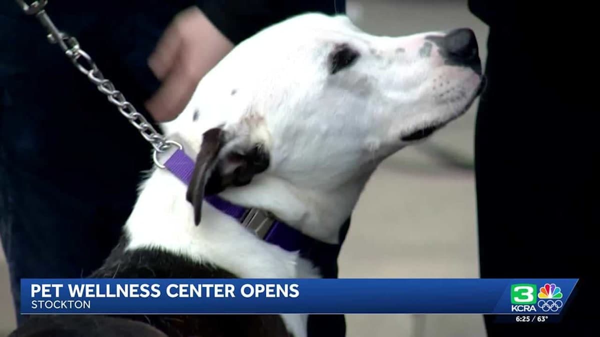 Stockton's New Pet Wellness Center: A Happy Tail for Furry Friends!