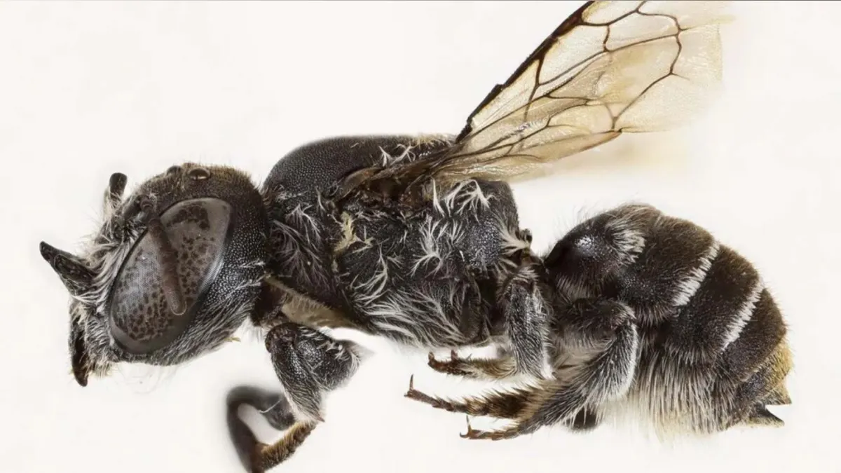 Meet Megachile lucifer: The Bee with Devilish Horns That’s Buzzing for Conservation!