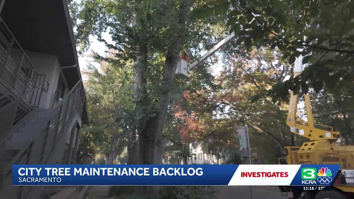 Sacramento's Tree Trouble: Can More Trees Solve the City's Growing Backlog?