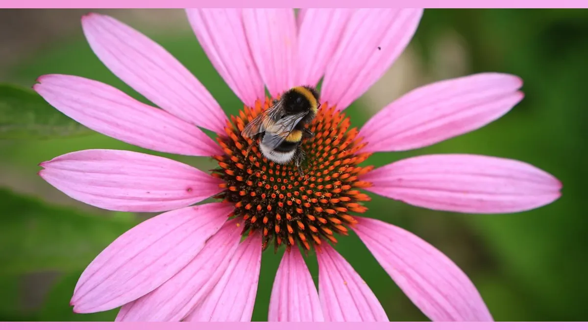 Bumblebees Buzz Into the Spotlight: Learning Morse Code Like Pros!