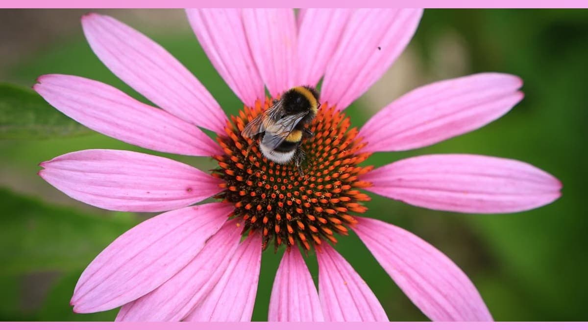 Bumblebees Buzz Into the Spotlight: Learning Morse Code Like Pros!