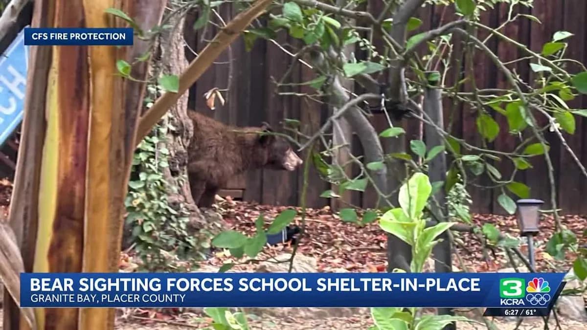 Bear Necessities: A School Lockdown Story You’ll Want to Hear!