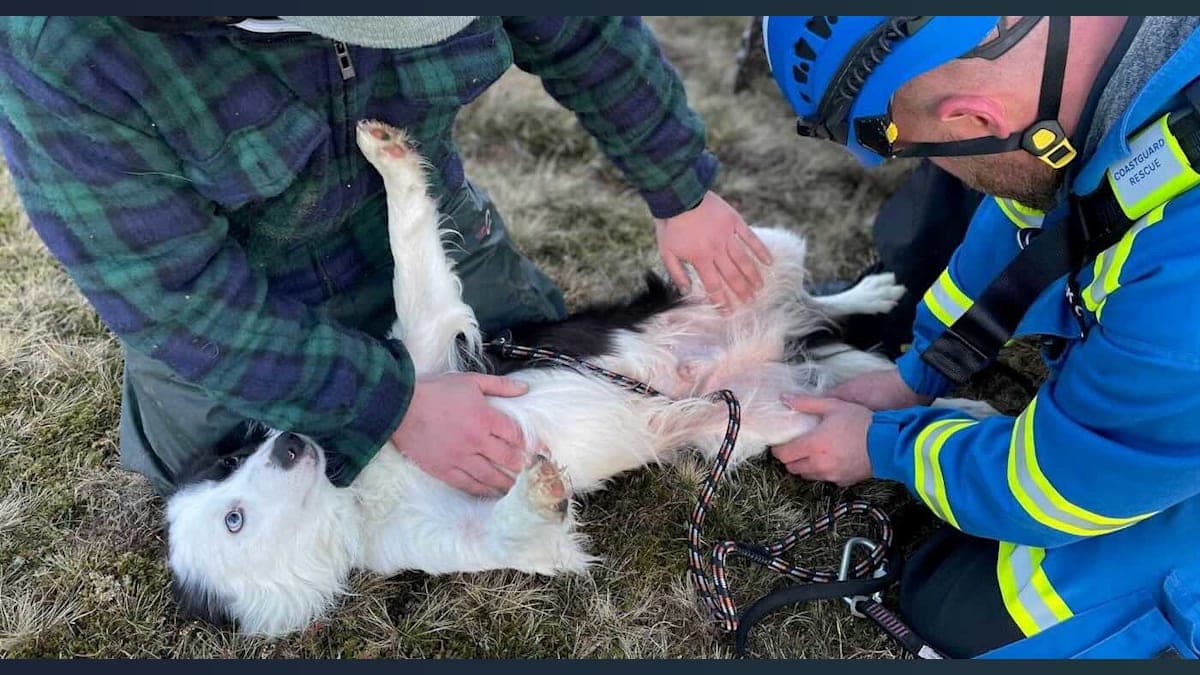 Collie Takes a Plunge: A 100-Foot Rescue Story That’ll Wag Your Tail!
