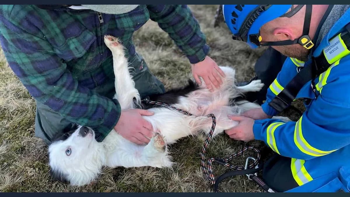 Collie Takes a Plunge: A 100-Foot Rescue Story That’ll Wag Your Tail!