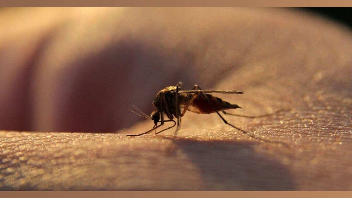 A New Tune in the Fight Against Malaria: The Game-Changing Drug You've Never Heard Of!