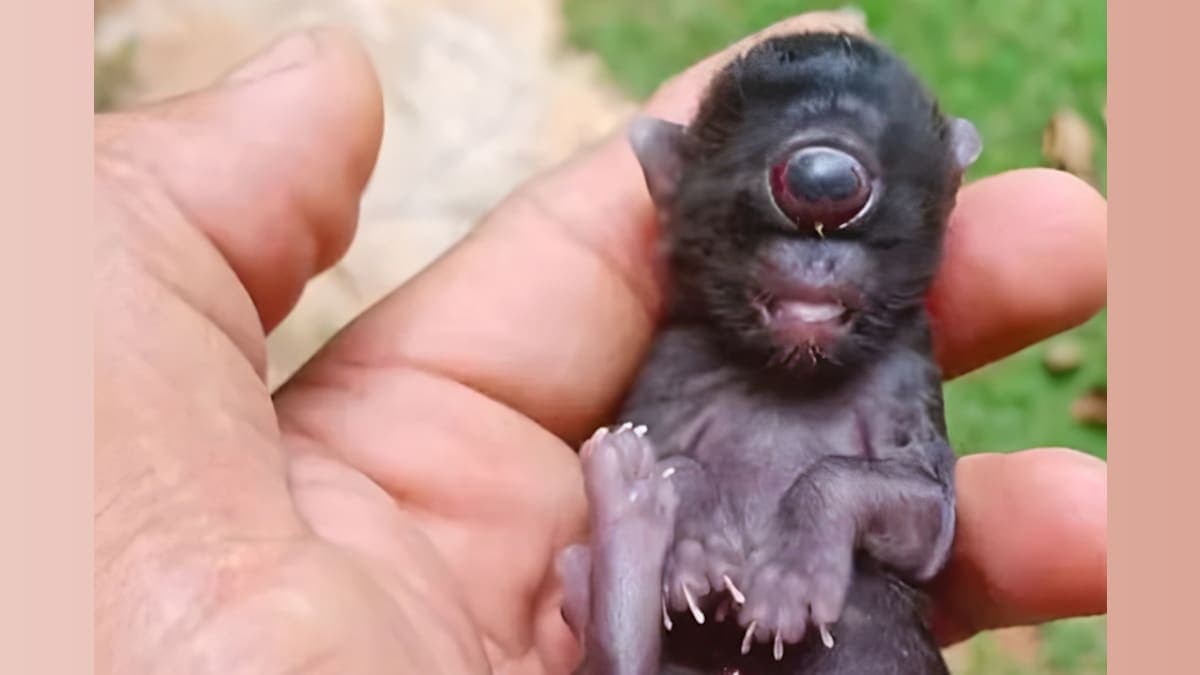 When Nature Goes Awry: Meet the Cyclops Kitten Born in Brazil