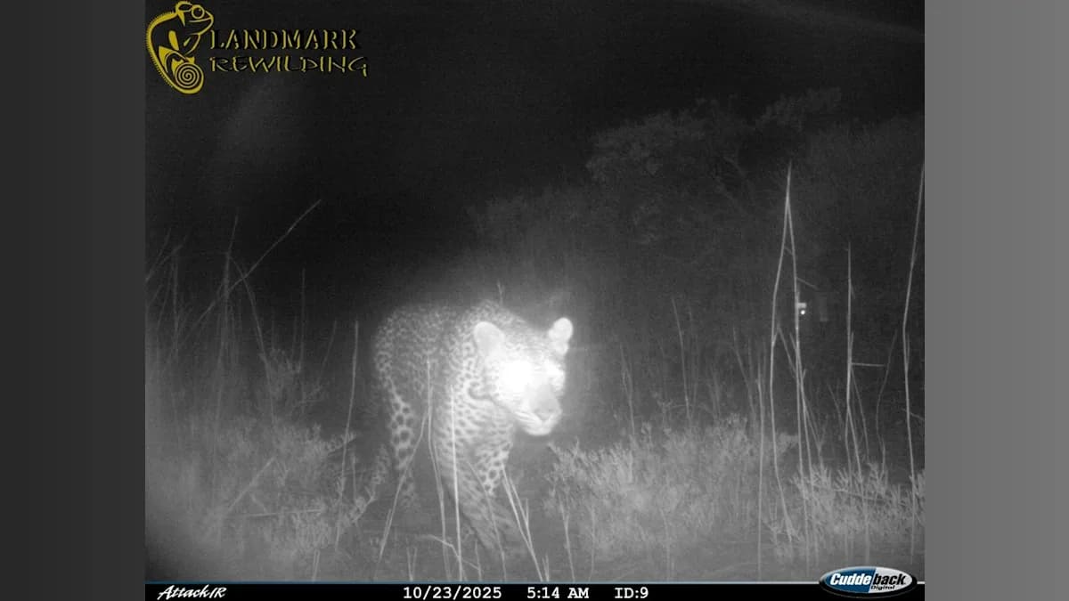 Leopards Make a Dramatic Comeback in South Africa After 170 Years!