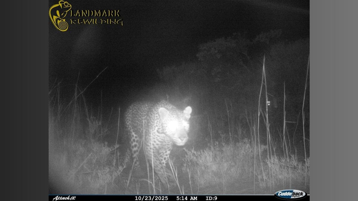 Leopards Make a Dramatic Comeback in South Africa After 170 Years!