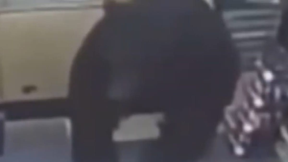 Bearly Escaped: Boy Outsprints Black Bear in a Convenience Store Showdown!
