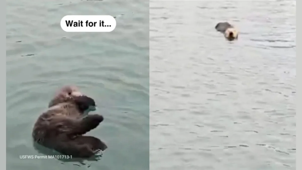 Caterpillar the Sea Otter: A Rescue Story That Will Make You Swoon!