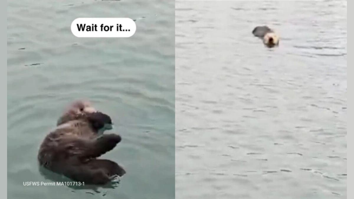 Caterpillar the Sea Otter: A Rescue Story That Will Make You Swoon!