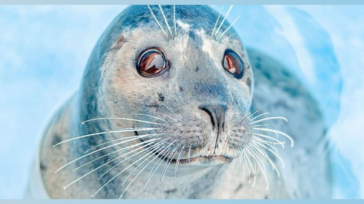 Seal of Approval: The Unlikely Hero Who Outwitted Orcas in Style