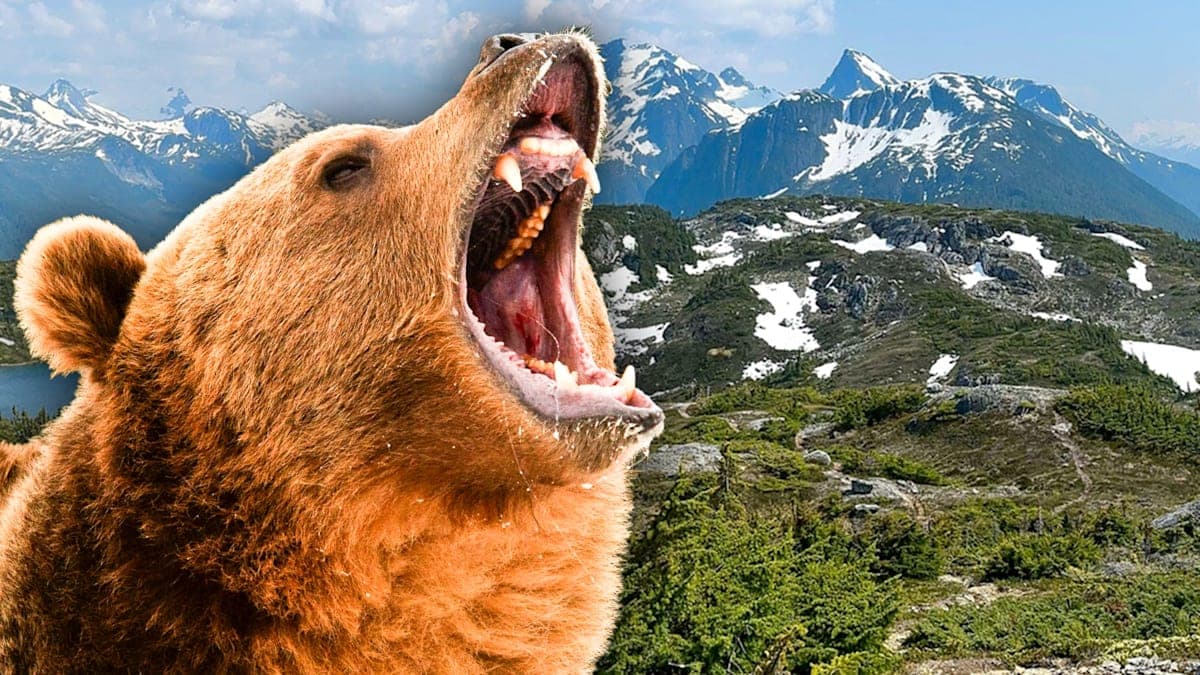 Hike Turned Horror: Grizzly Bear Attack Leaves Students and Teachers in Shock