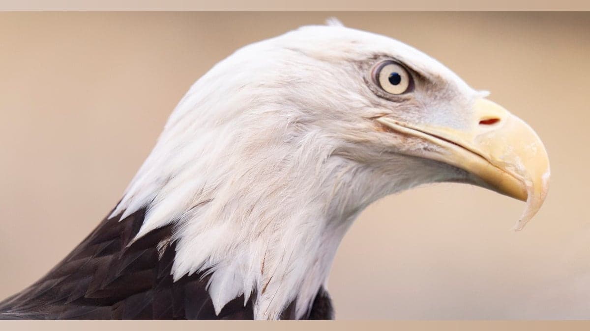 Eagle Drama: The Call that Left North Carolina Buzzing!