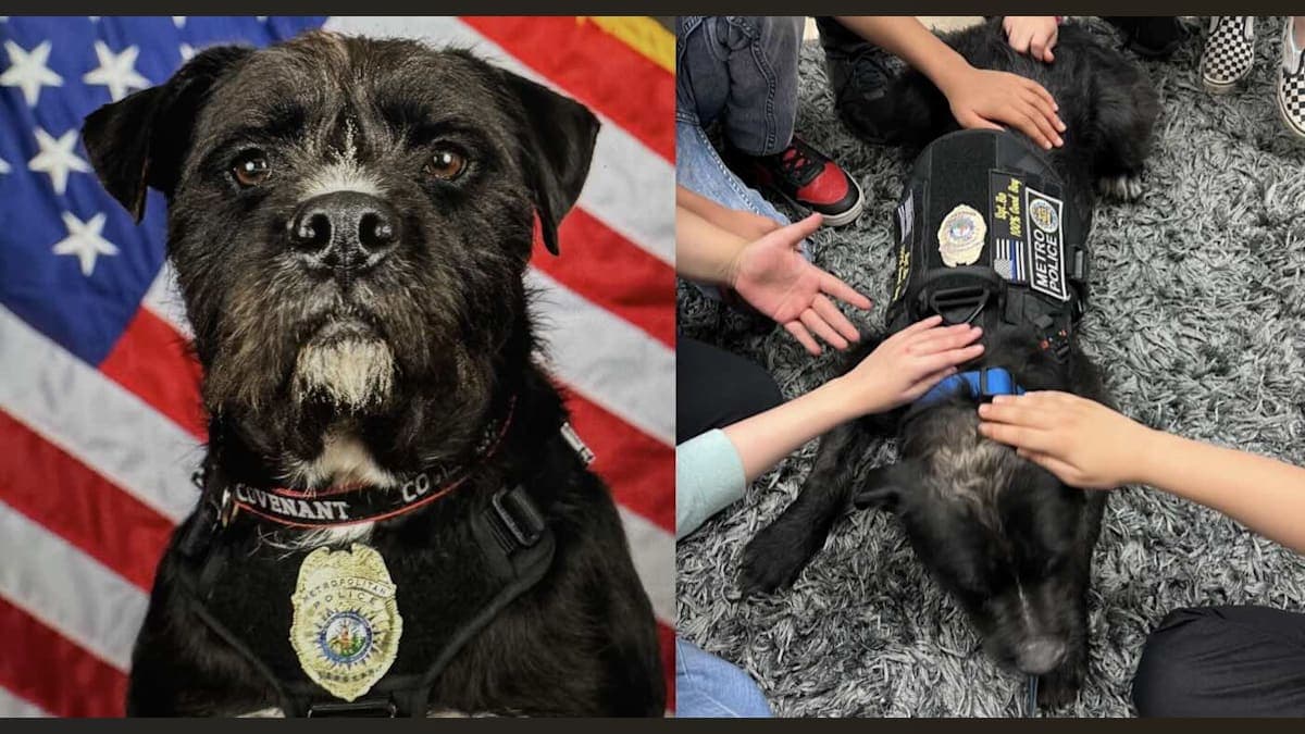 From Stray to Superstar: Meet the Mutt Bringing Hope to a Community