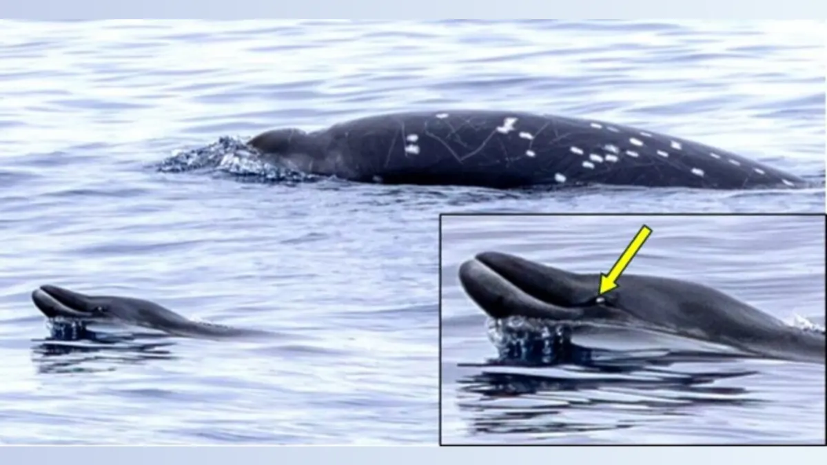 Whale of a Discovery: The Elusive Gingko-Toothed Beaked Whale Surfaces for Science