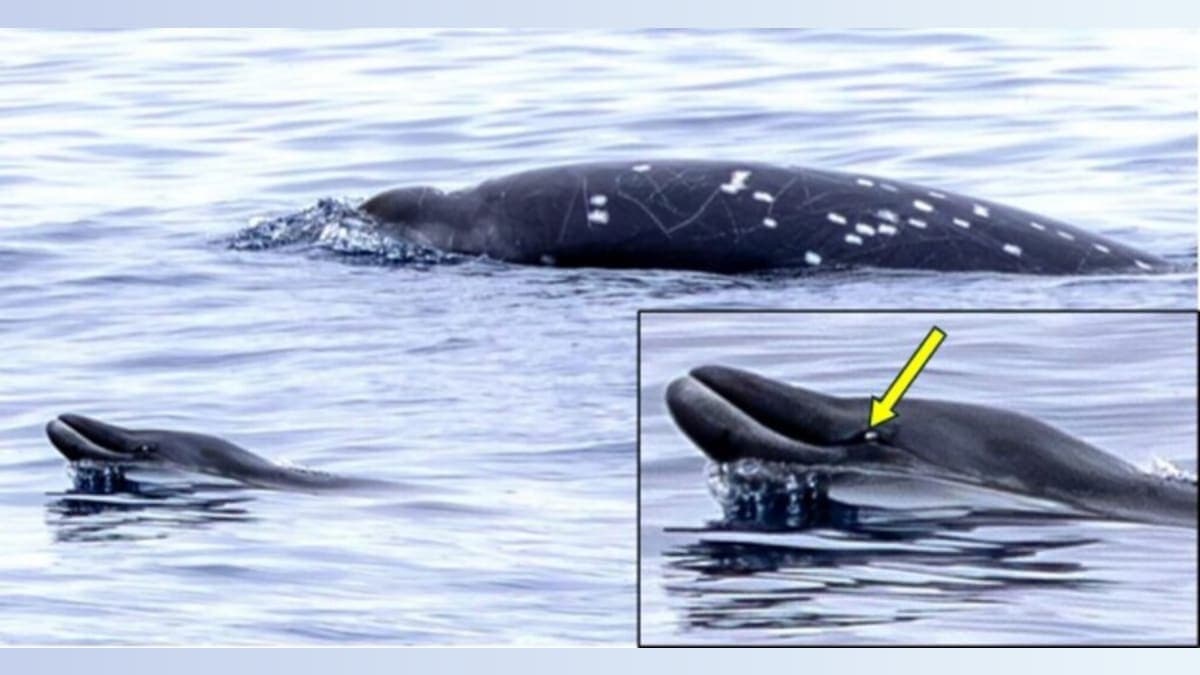 Whale of a Discovery: The Elusive Gingko-Toothed Beaked Whale Surfaces for Science