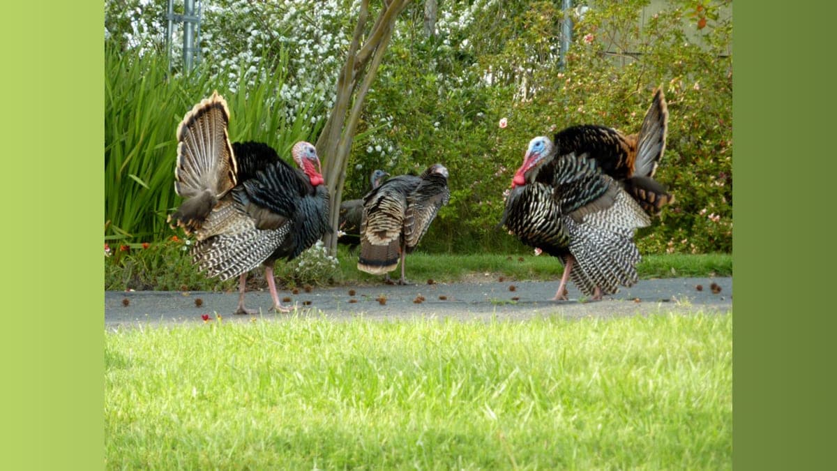 Sacramento’s Wild Turkeys: The Thanksgiving Guests You Can’t Eat!