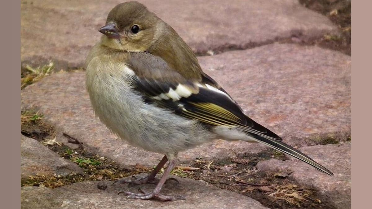 Birds on the Mend: Recovery Buzz After Pesticide Ban in the EU!