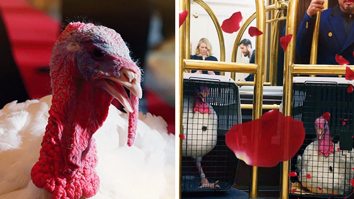 When Turkeys Go Glam: The White House's "Love Island" Stunt for Thanksgiving