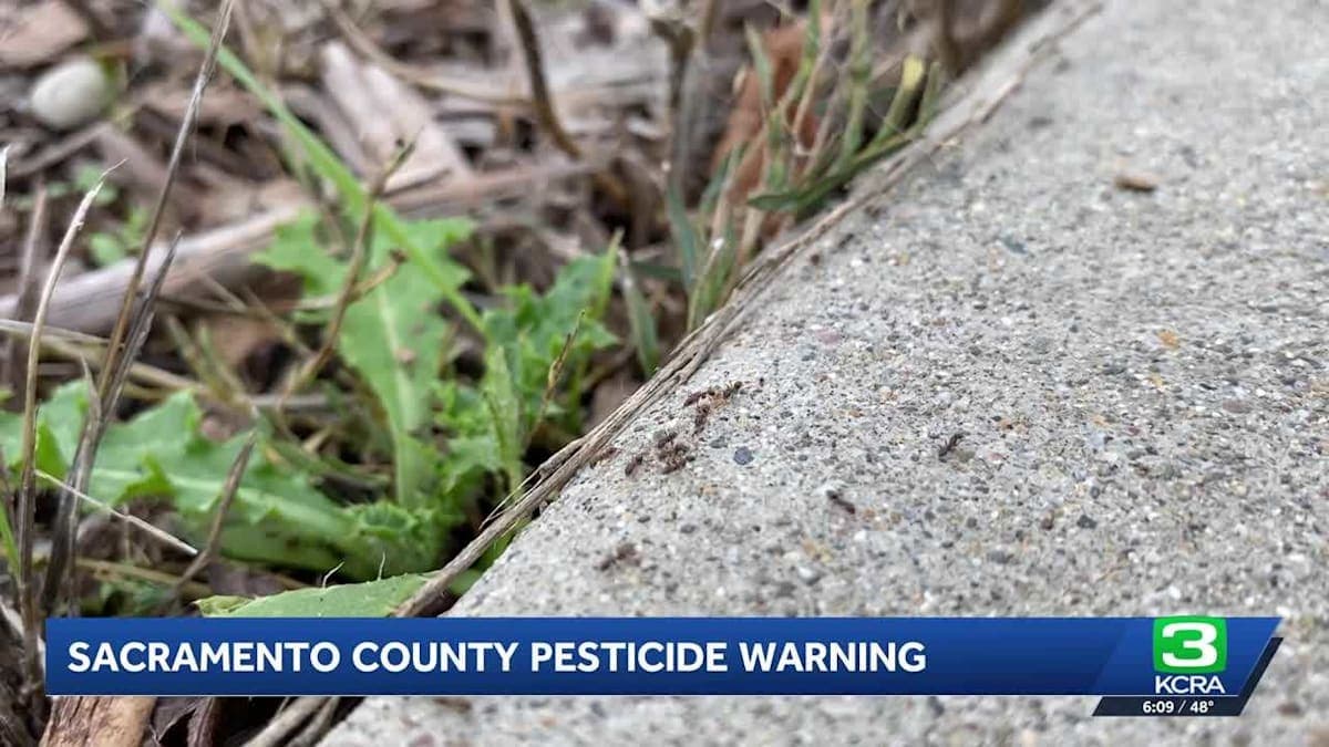 Ants, Pesticides, and Rain: Why Your Garden Could Be Harming Our Waterways