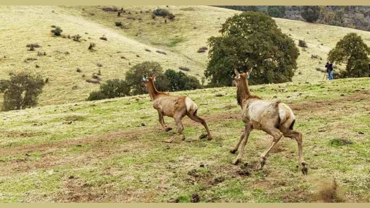 Tule Elk's Grand Return: How One Tribe's Land Recovery Is Changing the Wildlife Game